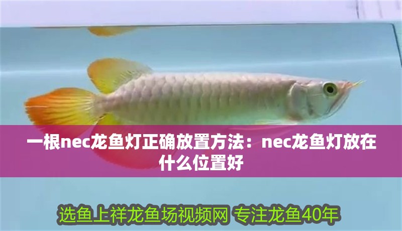 一根nec龍魚燈正確放置方法：nec龍魚燈放在什么位置好 一根nec龍魚燈正確放置方法：nec龍魚燈放在什么位置好 水族問答