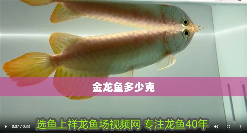 金龍魚多少克