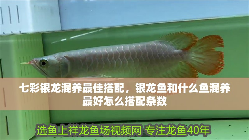 七彩銀龍混養(yǎng)最佳搭配，銀龍魚和什么魚混養(yǎng)最好怎么搭配條數(shù)