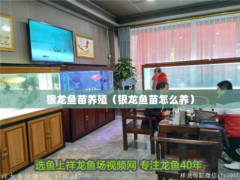 銀龍魚苗養殖（銀龍魚苗怎么養）