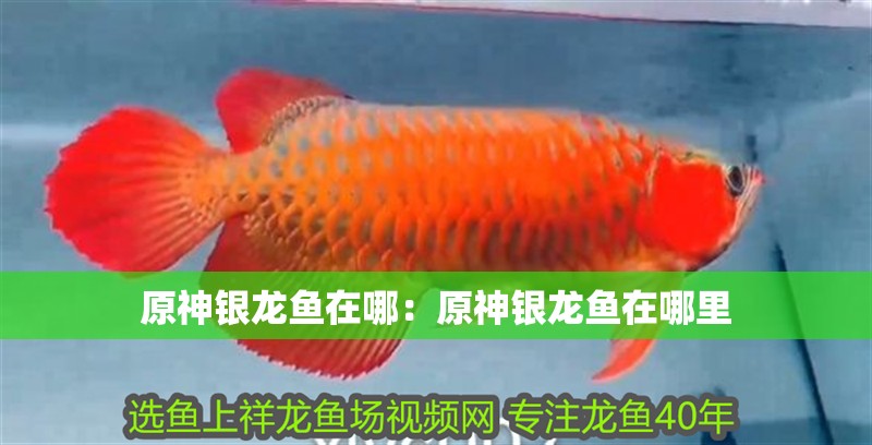 原神銀龍魚在哪：原神銀龍魚在哪里