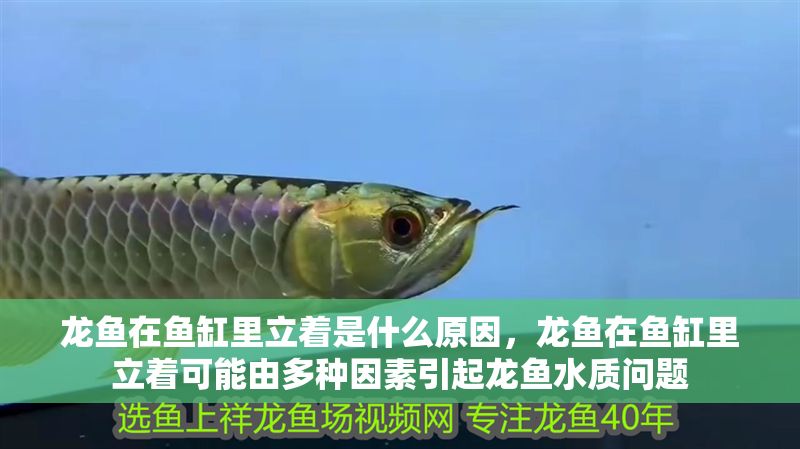 龍魚在魚缸里立著是什么原因，龍魚在魚缸里立著可能由多種因素引起龍魚水質問題