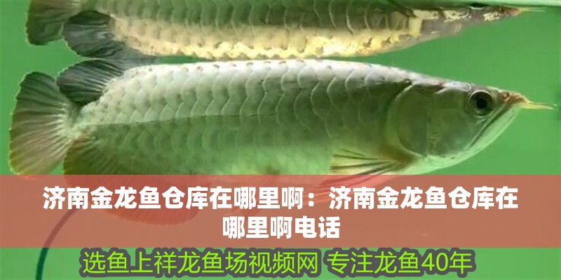 濟(jì)南金龍魚倉庫在哪里啊：濟(jì)南金龍魚倉庫在哪里啊電話 濟(jì)南金龍魚倉庫在哪里啊：濟(jì)南金龍魚倉庫在哪里啊電話 水族問答