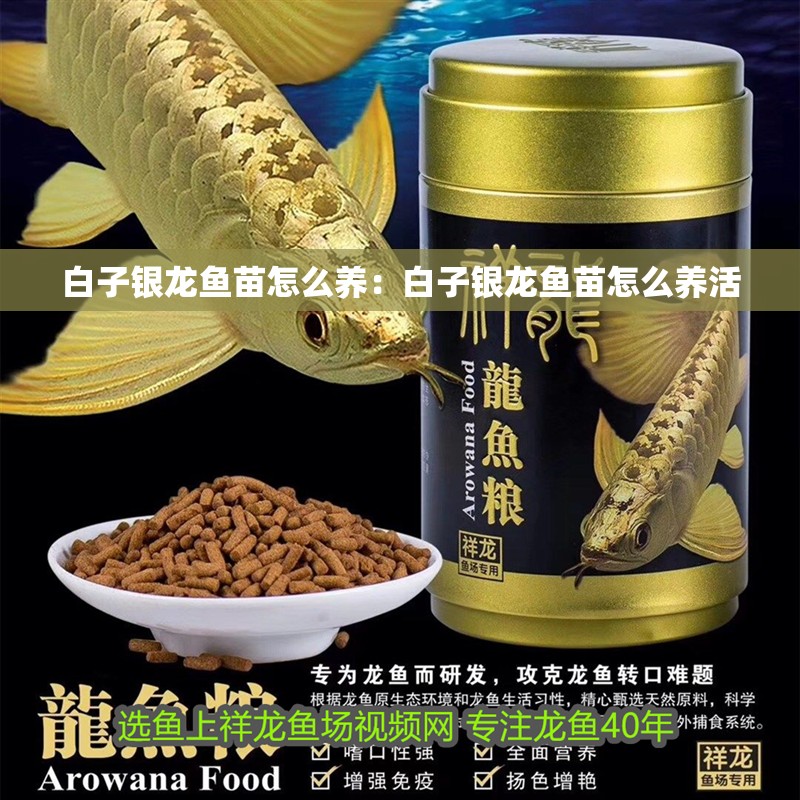 白子銀龍魚苗怎么養：白子銀龍魚苗怎么養活