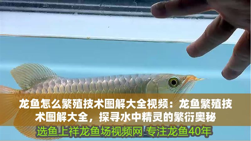 龍魚怎么繁殖技術圖解大全視頻：龍魚繁殖技術圖解大全，探尋水中精靈的繁衍奧秘