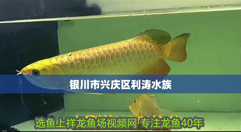 銀川市興慶區利濤水族