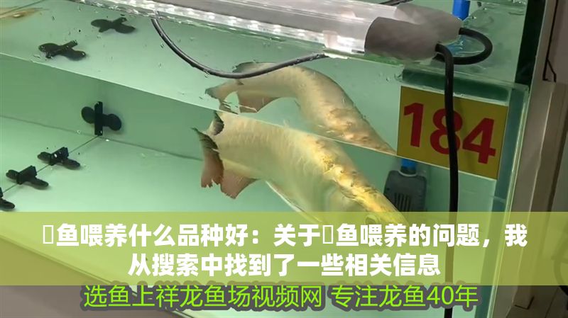 魟魚喂養什么品種好：關于魟魚喂養的問題，我從搜索中找到了一些相關信息 魟魚喂養什么品種好：關于魟魚喂養的問題，我從搜索中找到了一些相關信息 魟魚百科 第2張