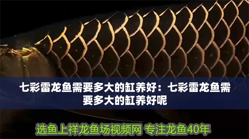 七彩雷龍魚需要多大的缸養好：七彩雷龍魚需要多大的缸養好呢