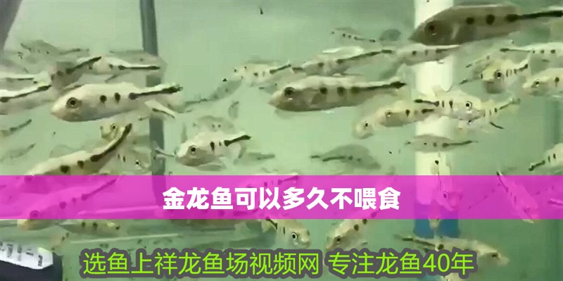 金龍魚可以多久不喂食