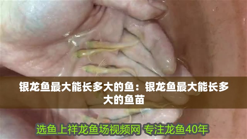 銀龍魚最大能長多大的魚：銀龍魚最大能長多大的魚苗