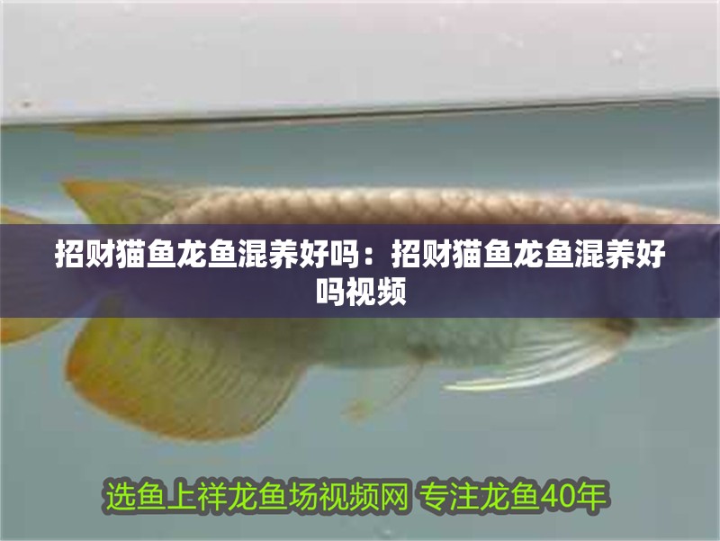 招財貓魚龍魚混養(yǎng)好嗎：招財貓魚龍魚混養(yǎng)好嗎視頻
