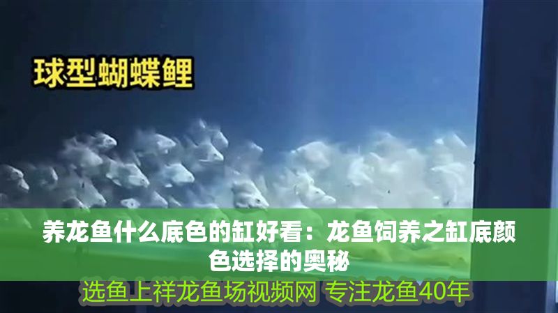 養(yǎng)龍魚什么底色的缸好看：龍魚飼養(yǎng)之缸底顏色選擇的奧秘