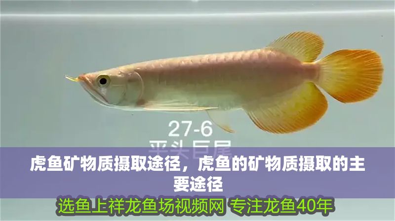 虎魚(yú)礦物質(zhì)攝取途徑，虎魚(yú)的礦物質(zhì)攝取的主要途徑
