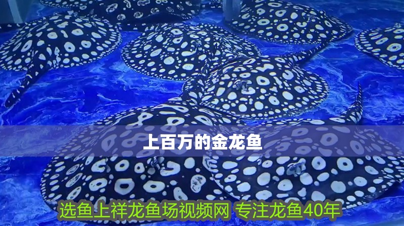 上百萬的金龍魚