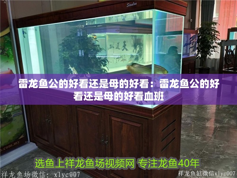 雷龍魚公的好看還是母的好看：雷龍魚公的好看還是母的好看血班
