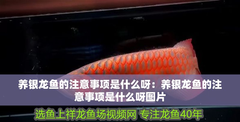 養(yǎng)銀龍魚的注意事項(xiàng)是什么呀:養(yǎng)銀龍魚的注意事項(xiàng)是什么呀圖片 水族問答 養(yǎng)銀龍魚的注意事項(xiàng)是什么呀:養(yǎng)銀龍魚的注意事項(xiàng)是什么呀圖片 養(yǎng)銀龍魚的注意事項(xiàng)是什么呀:養(yǎng)銀龍魚的注意事項(xiàng)是什么呀圖片 水族問答