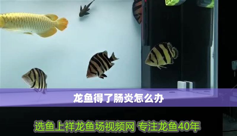 龍魚得了腸炎怎么辦