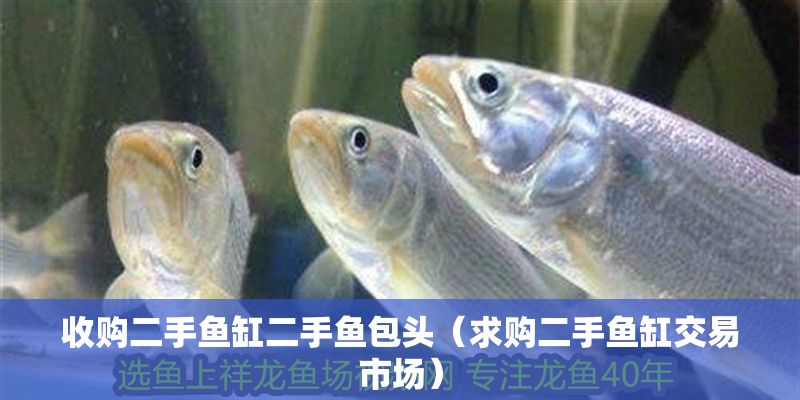 收購二手魚缸二手魚包頭（求購二手魚缸交易市場）