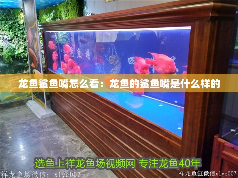龍魚鯊魚嘴怎么看：龍魚的鯊魚嘴是什么樣的