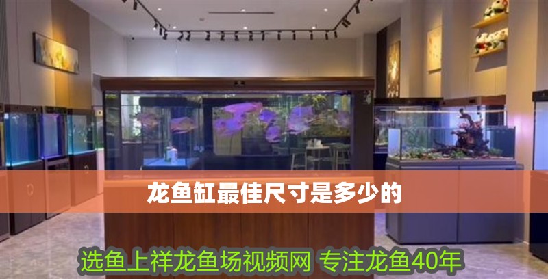 龍魚缸最佳尺寸是多少的