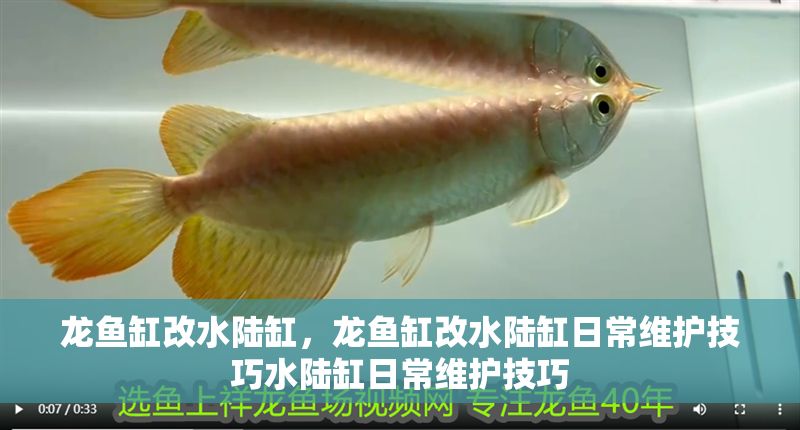 龍魚(yú)缸改水陸缸，龍魚(yú)缸改水陸缸日常維護(hù)技巧水陸缸日常維護(hù)技巧