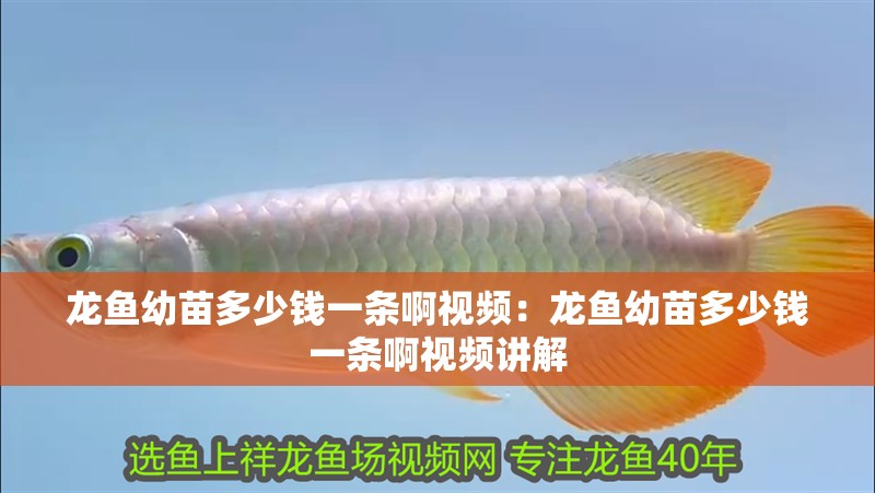 龍魚幼苗多少錢一條啊視頻：龍魚幼苗多少錢一條啊視頻講解