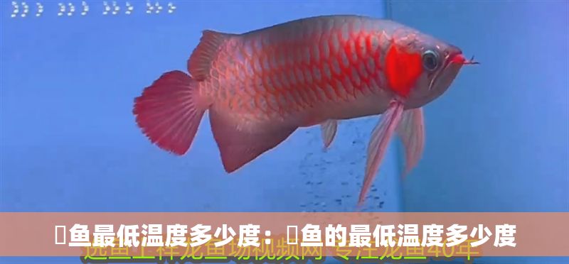 魟魚最低溫度多少度：魟魚的最低溫度多少度