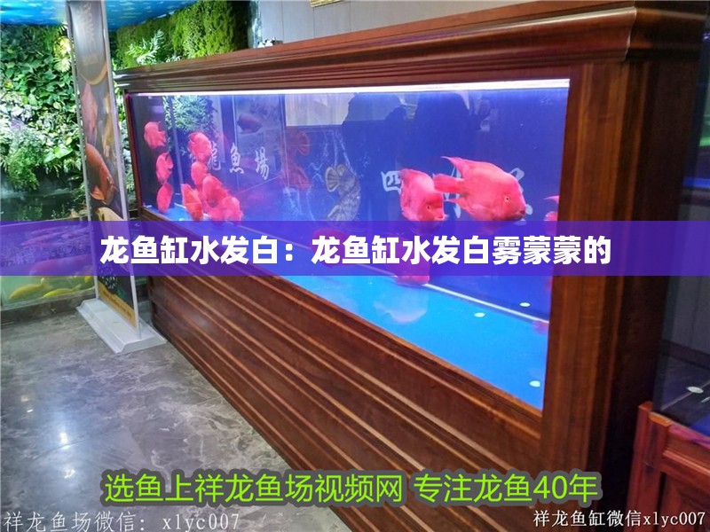 龍魚缸水發白：龍魚缸水發白霧蒙蒙的