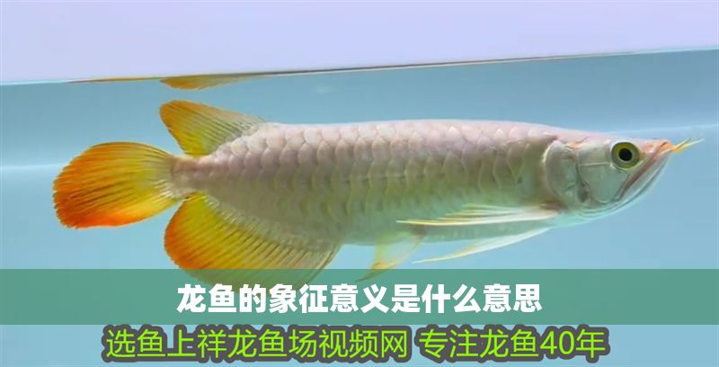 龍魚的象征意義是什么意思