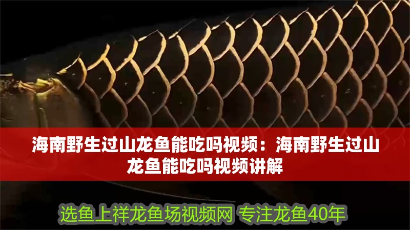 海南野生過山龍魚能吃嗎視頻：海南野生過山龍魚能吃嗎視頻講解