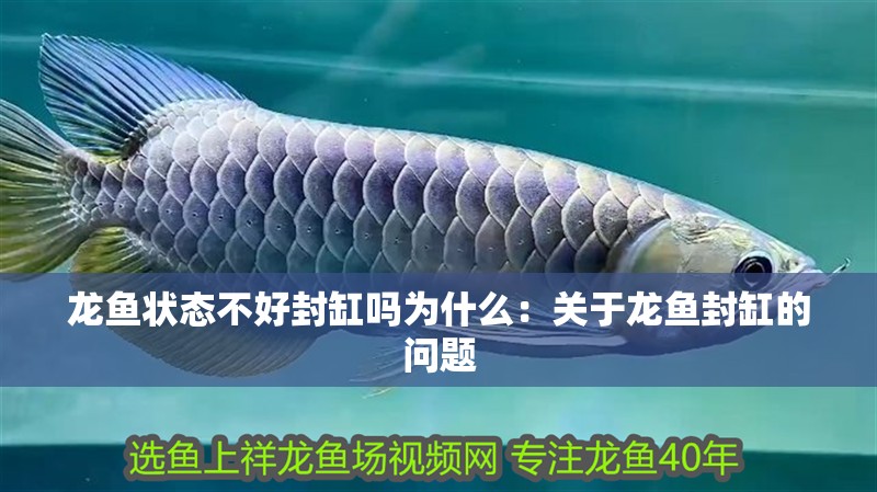 龍魚狀態不好封缸嗎為什么：關于龍魚封缸的問題