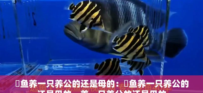 魟魚養一只養公的還是母的：魟魚養一只養公的還是母的，養一只養公的還是母的