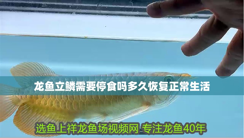 龍魚立鱗需要停食嗎多久恢復正常生活