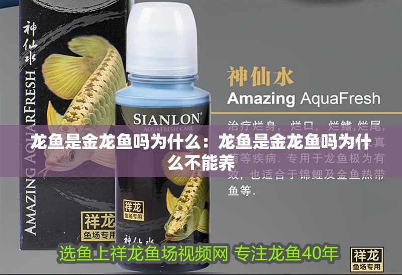 龍魚是金龍魚嗎為什么：龍魚是金龍魚嗎為什么不能養