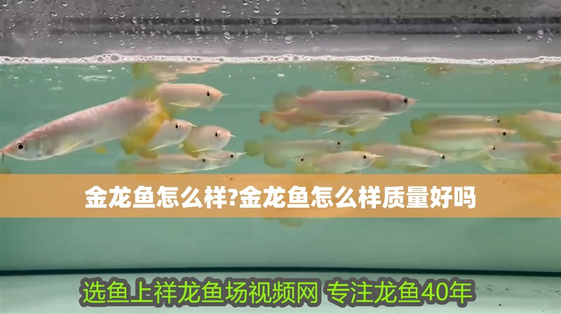 金龍魚怎么樣?金龍魚怎么樣質量好嗎 水族問答 金龍魚怎么樣?金龍魚怎么樣質量好嗎 金龍魚怎么樣?金龍魚怎么樣質量好嗎 水族問答