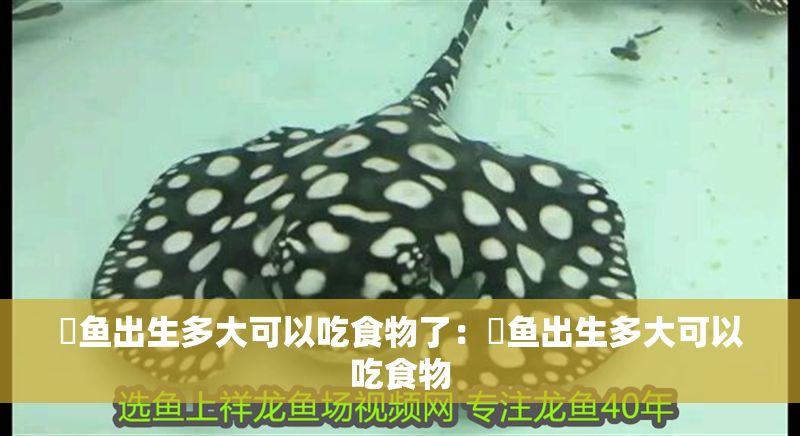 魟魚出生多大可以吃食物了:魟魚出生多大可以吃食物