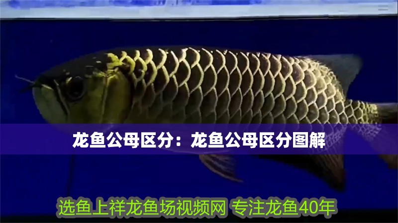 龍魚(yú)公母區(qū)分：龍魚(yú)公母區(qū)分圖解