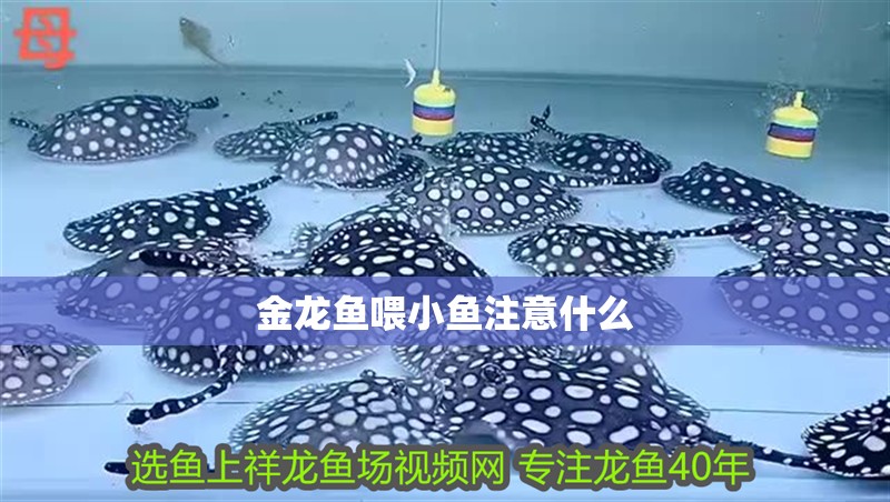 金龍魚喂小魚注意什么 金龍魚喂小魚注意什么 龍魚百科 第2張
