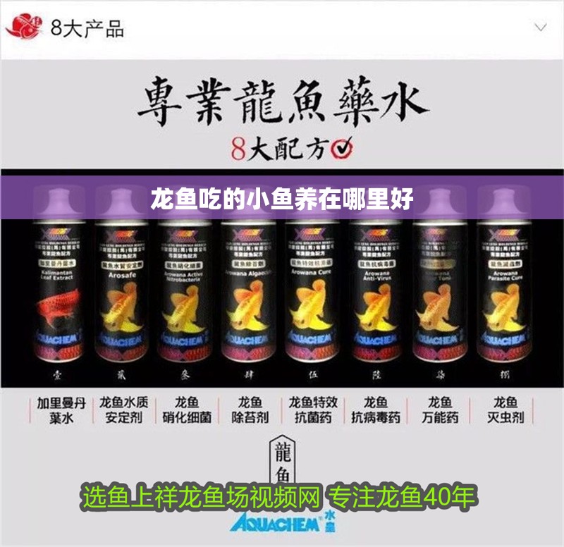 龍魚吃的小魚養在哪里好