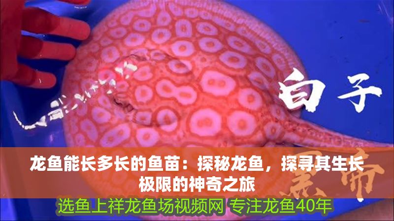 龍魚能長多長的魚苗：探秘龍魚，探尋其生長極限的神奇之旅