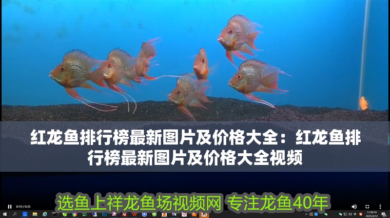 紅龍魚排行榜最新圖片及價格大全:紅龍魚排行榜最新圖片及價格大全視頻 水族問答 紅龍魚排行榜最新圖片及價格大全:紅龍魚排行榜最新圖片及價格大全視頻 紅龍魚排行榜最新圖片及價格大全:紅龍魚排行榜最新圖片及價格大全視頻 水族問答
