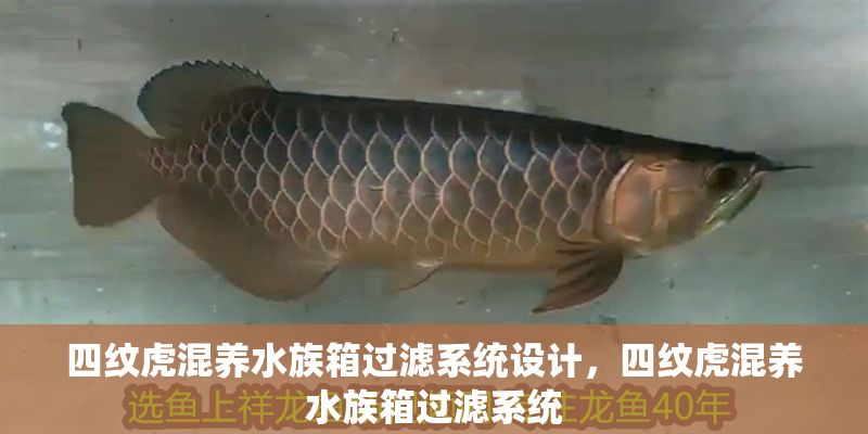 四紋虎混養水族箱過濾系統設計，四紋虎混養水族箱過濾系統 四紋虎混養水族箱過濾系統設計，四紋虎混養水族箱過濾系統 虎魚百科 第1張