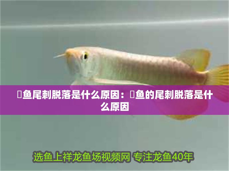 魟魚尾刺脫落是什么原因：魟魚的尾刺脫落是什么原因 魟魚尾刺脫落是什么原因：魟魚的尾刺脫落是什么原因 魟魚百科 第2張