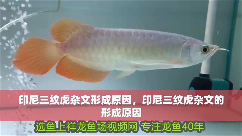 印尼三紋虎雜文形成原因，印尼三紋虎雜文的形成原因