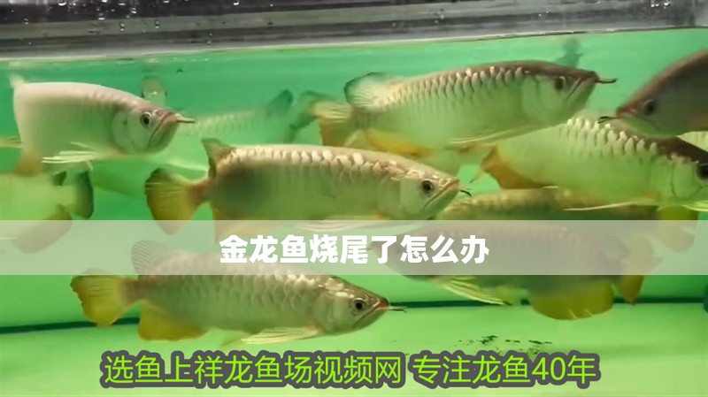 金龍魚燒尾了怎么辦