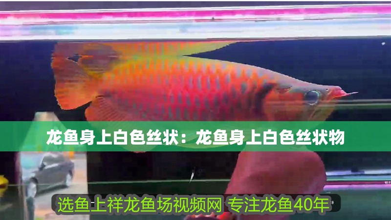 龍魚身上白色絲狀：龍魚身上白色絲狀物