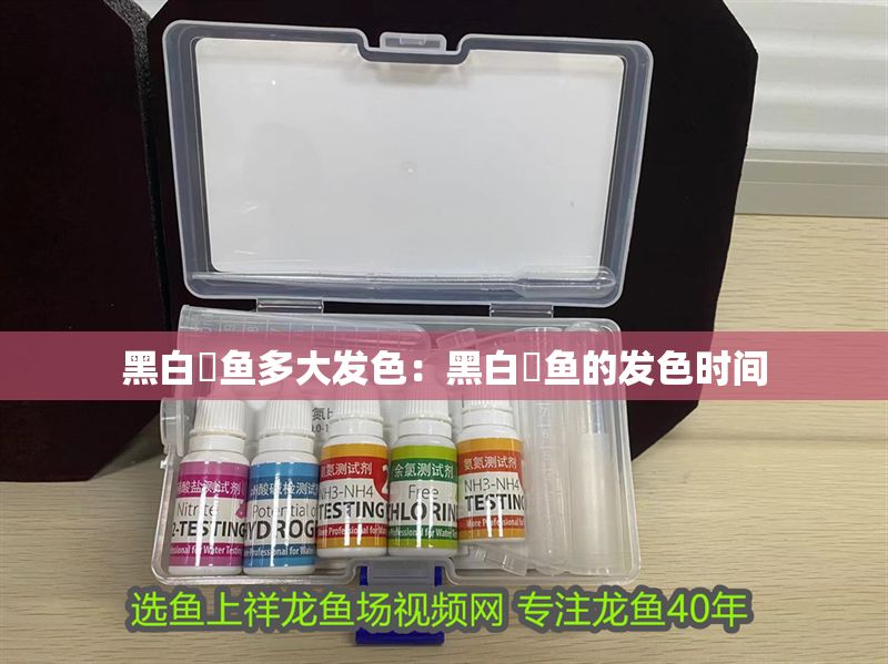 黑白魟魚多大發色：黑白魟魚的發色時間