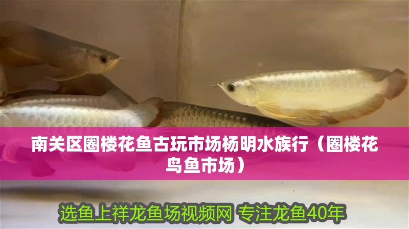 南關區圈樓花魚古玩市場楊明水族行（圈樓花鳥魚市場） 南關區圈樓花魚古玩市場楊明水族行（圈樓花鳥魚市場） 全國水族館企業名錄 第2張