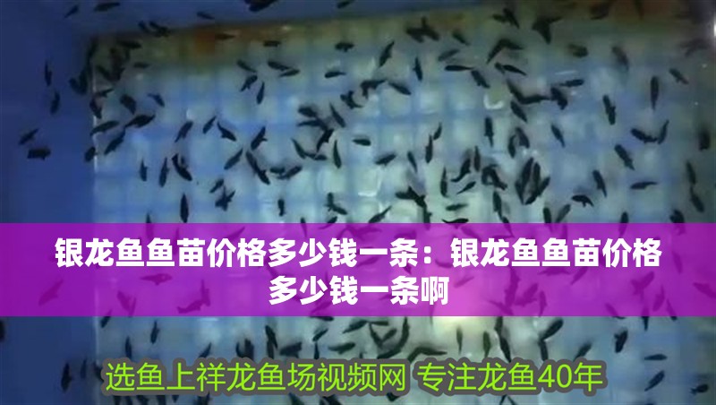 銀龍魚魚苗價格多少錢一條:銀龍魚魚苗價格多少錢一條啊 水族問答 銀龍魚魚苗價格多少錢一條:銀龍魚魚苗價格多少錢一條啊 銀龍魚魚苗價格多少錢一條:銀龍魚魚苗價格多少錢一條啊 水族問答