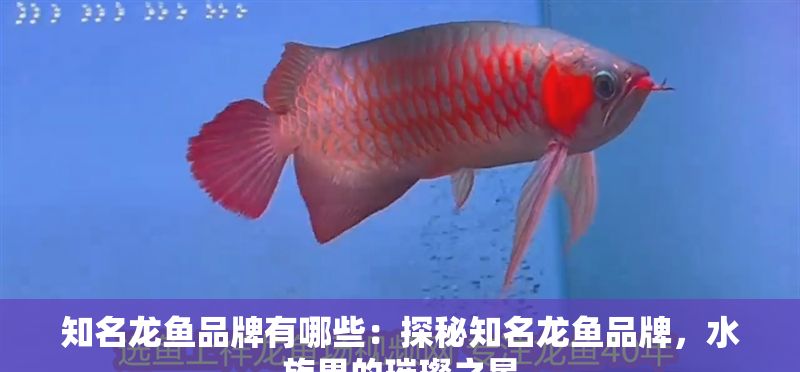 知名龍魚品牌有哪些：探秘知名龍魚品牌，水族界的璀璨之星